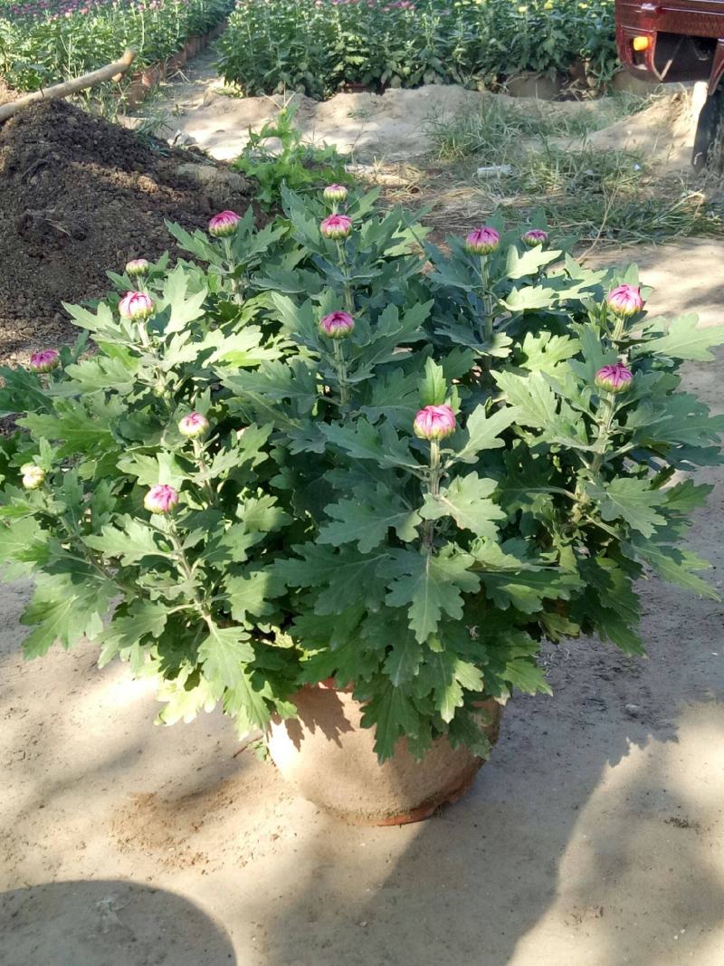 菊花苗四季开花室内阳台盆栽耐寒好食用大菊花小苗绿植花卉