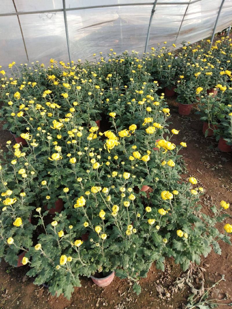 菊花苗四季开花室内阳台盆栽耐寒好食用大菊花小苗绿植花卉