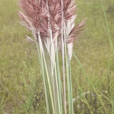 芦苇