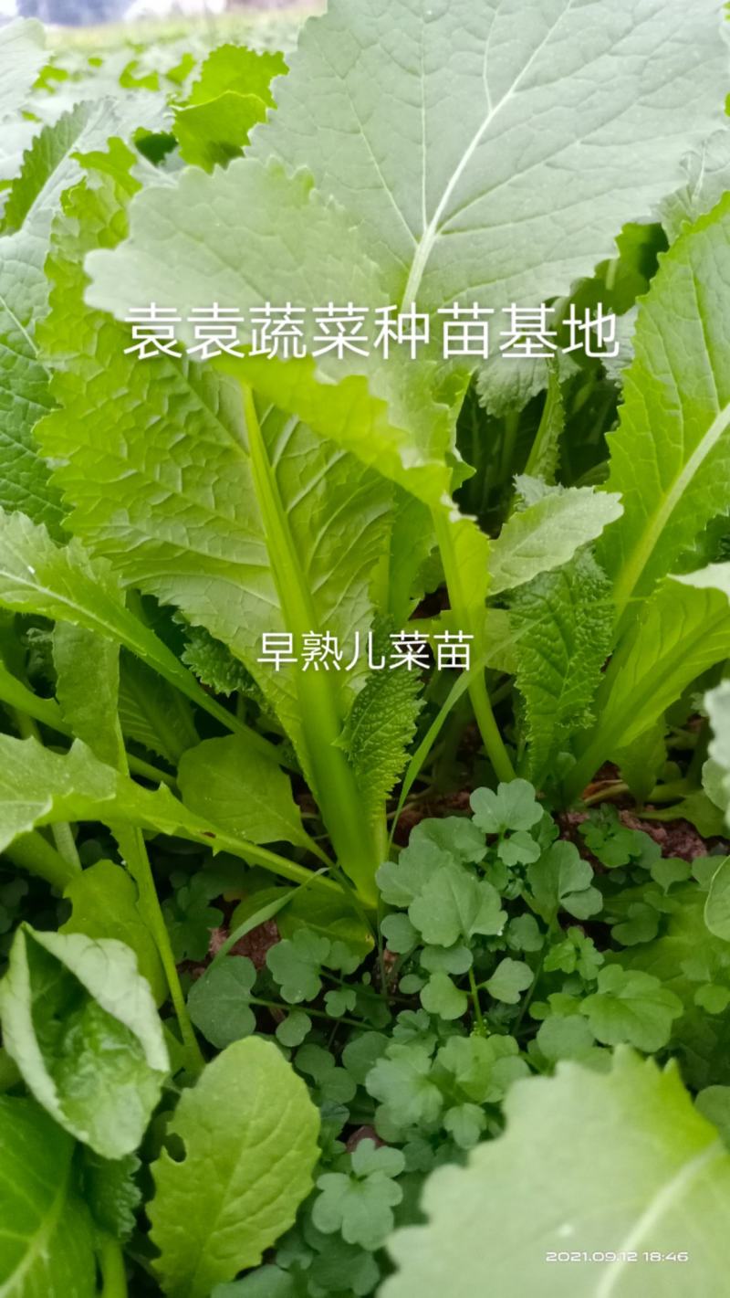 儿菜苗，早熟儿菜苗，需要的请详谈