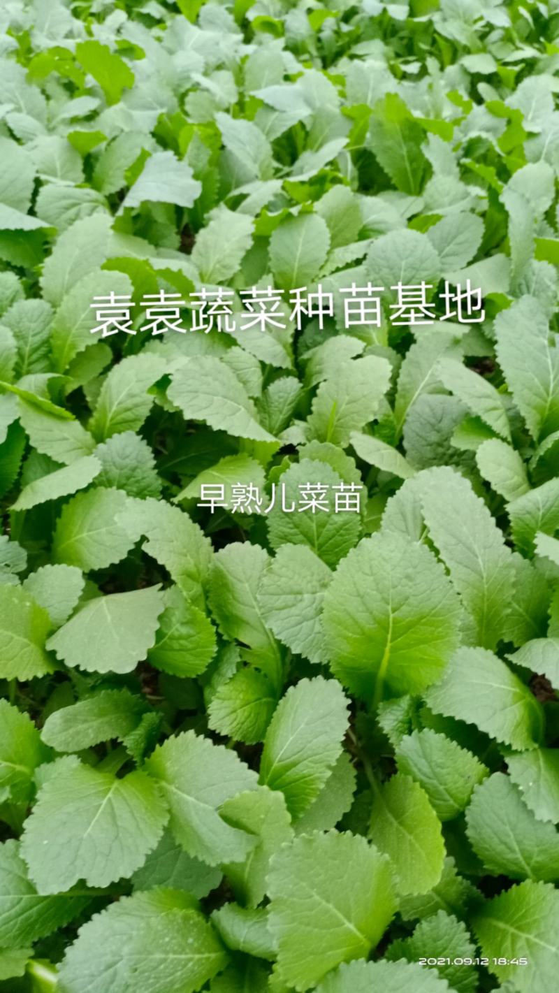 儿菜苗，早熟儿菜苗，需要的请详谈
