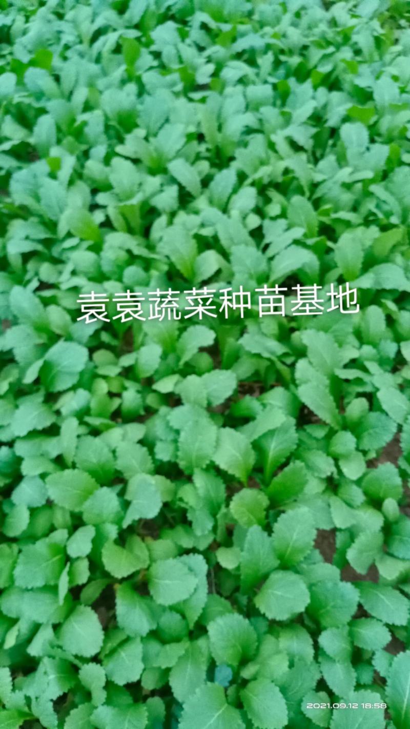 儿菜苗，早熟儿菜苗，需要的请详谈