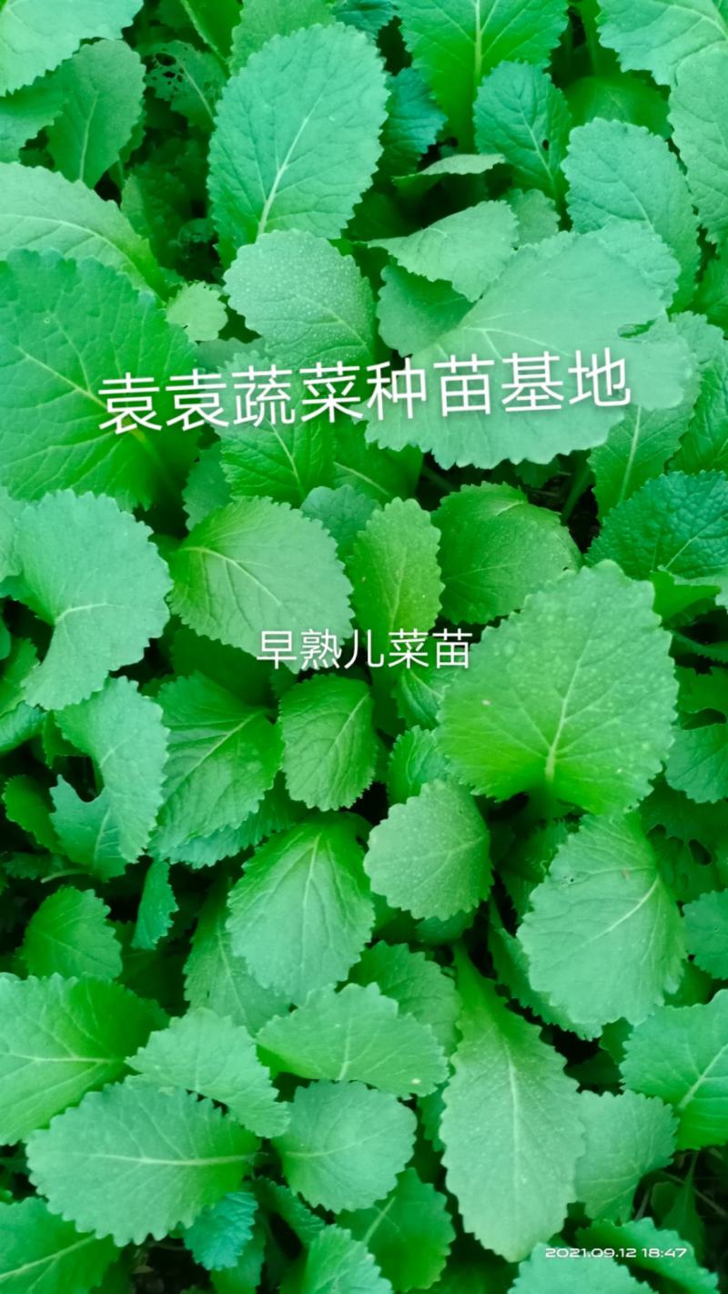 儿菜苗，早熟儿菜苗，需要的请详谈