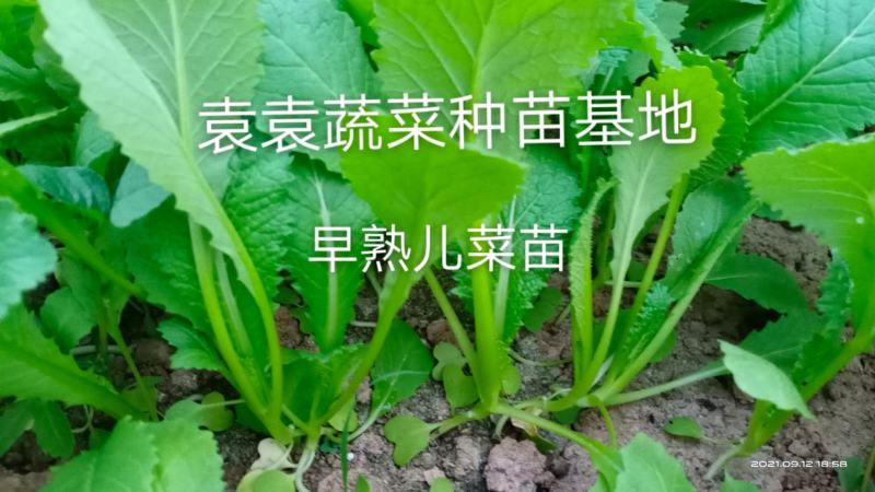 儿菜苗，早熟儿菜苗，需要的请详谈