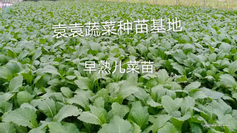 儿菜苗，早熟儿菜苗，需要的请详谈