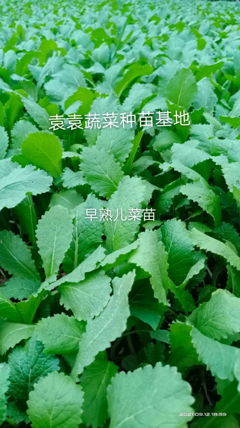 儿菜苗，早熟儿菜苗，需要的请详谈