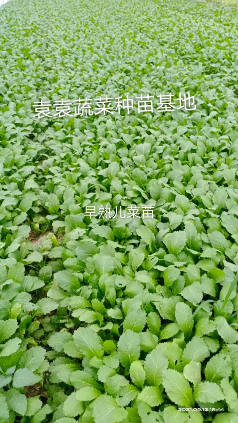 儿菜苗，早熟儿菜苗，需要的请详谈