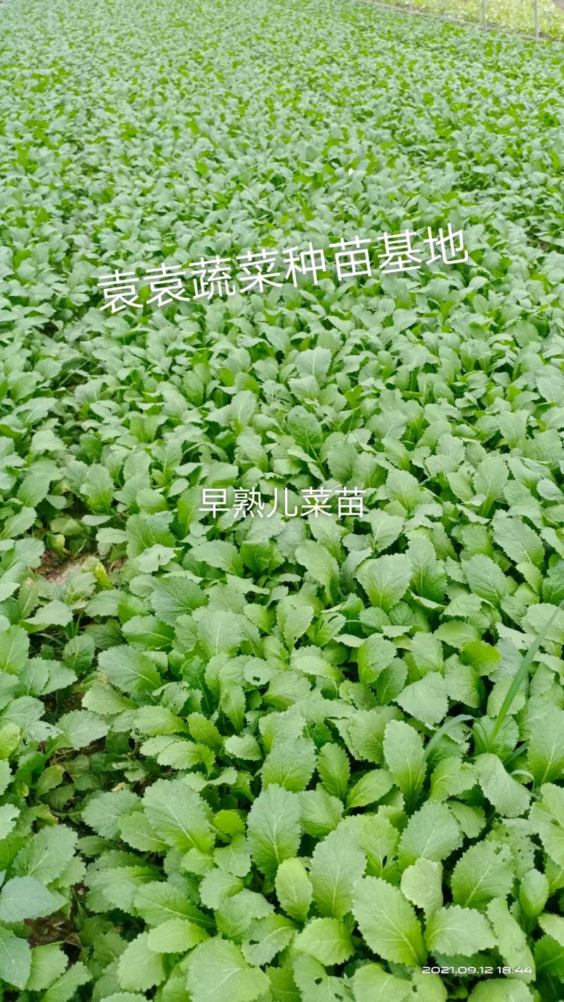 儿菜苗，早熟儿菜苗，需要的请详谈