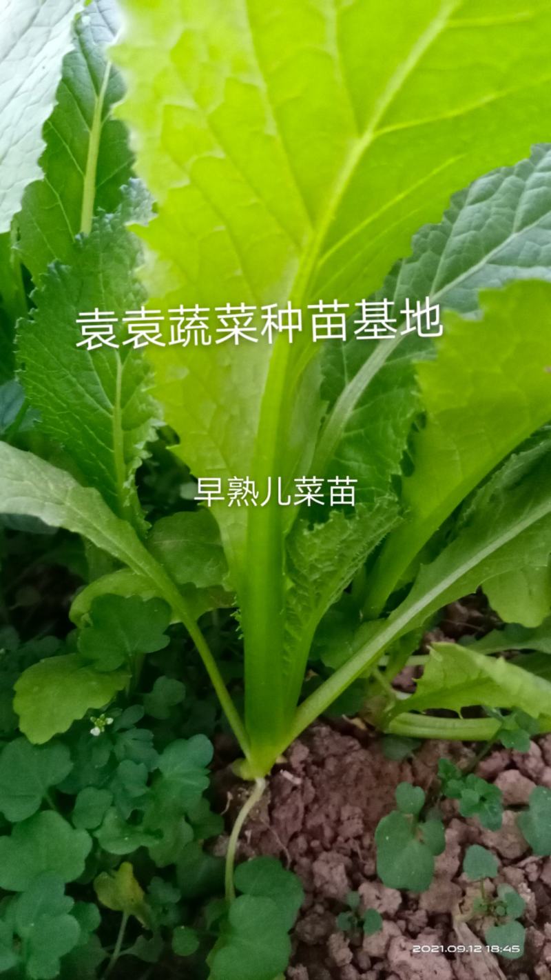 儿菜苗，早熟儿菜苗，需要的请详谈