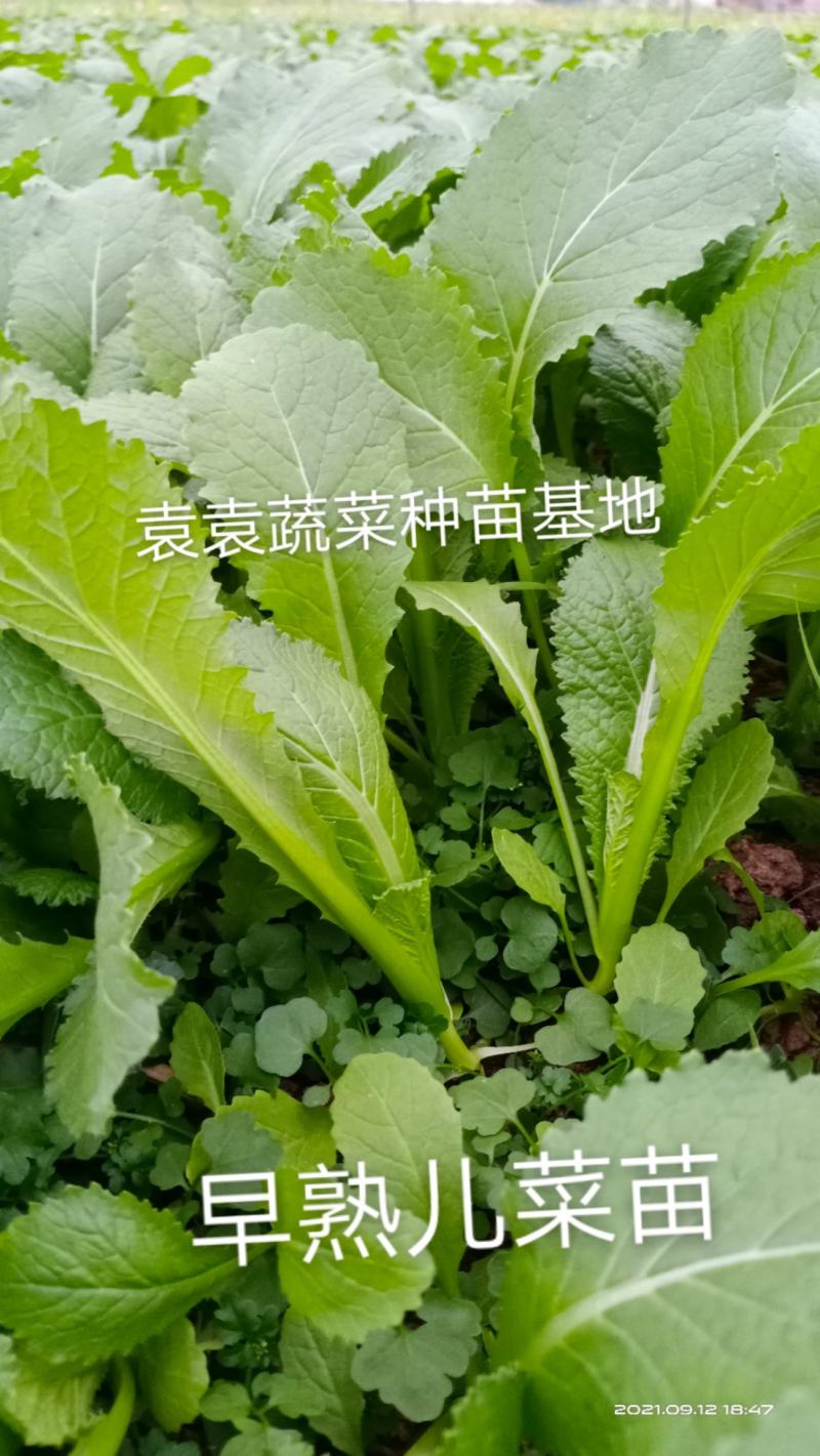 儿菜苗，早熟儿菜苗，需要的请详谈