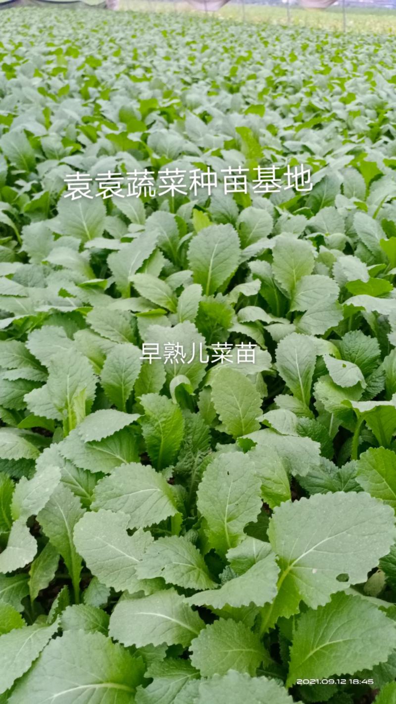 儿菜苗，早熟儿菜苗，需要的请详谈