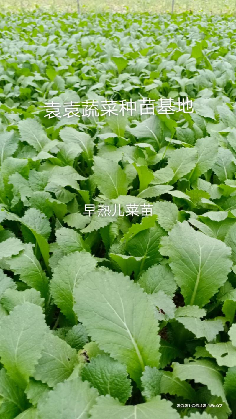 儿菜苗，早熟儿菜苗，需要的请详谈