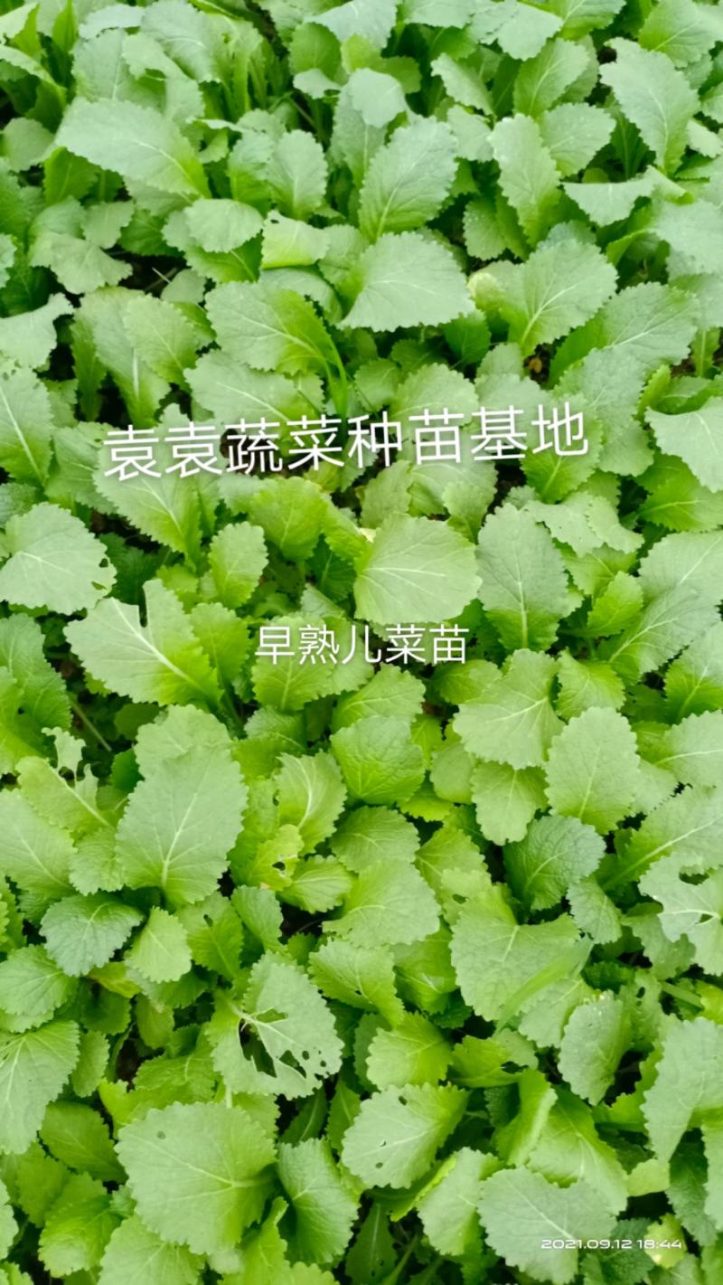 儿菜苗，早熟儿菜苗，需要的请详谈