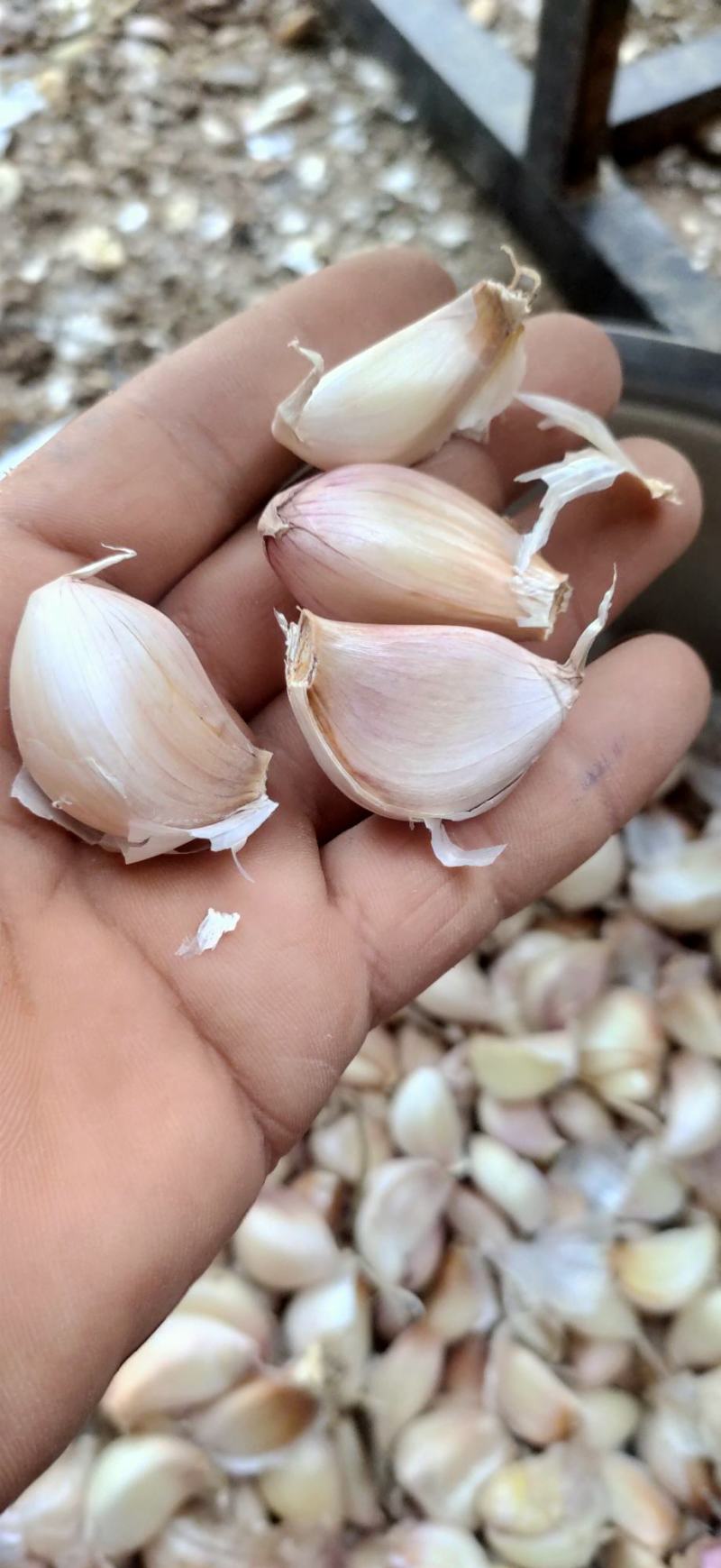 精品大蒜种子紫皮大蒜种抗病抗旱高产欢迎致电