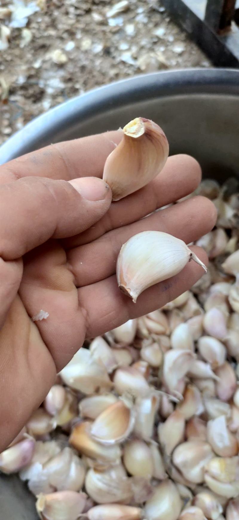 精品大蒜种子紫皮大蒜种抗病抗旱高产欢迎致电