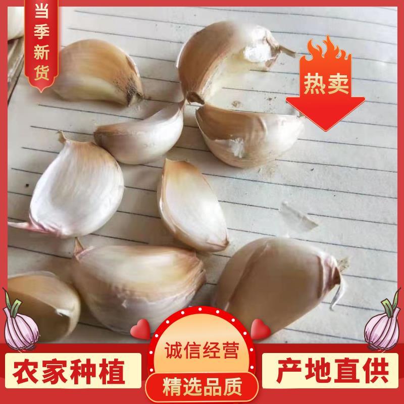 精品大蒜种子紫皮大蒜种抗病抗旱高产欢迎致电