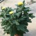 菊花盆栽带花苞四季开花荷兰菊秋菊九月菊乒乓球菊室内花卉