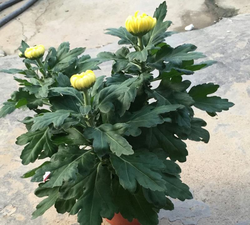 菊花盆栽带花苞四季开花荷兰菊秋菊九月菊乒乓球菊室内花卉