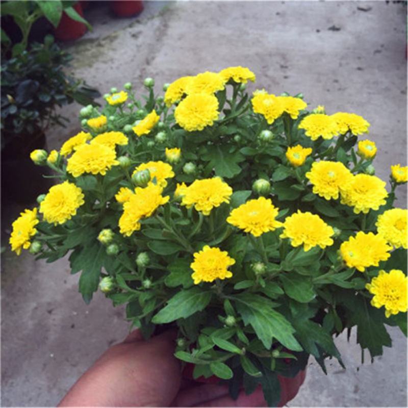 菊花盆栽带花苞四季开花荷兰菊秋菊九月菊乒乓球菊室内花卉