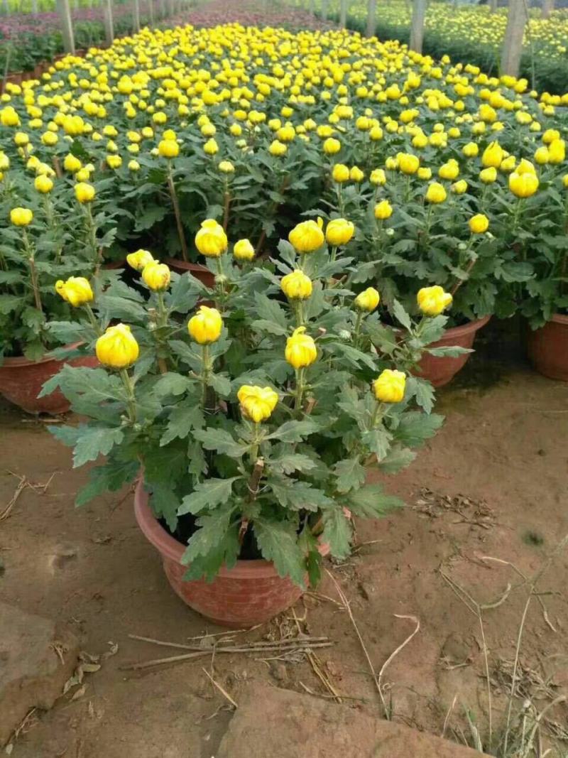 菊花盆栽带花苞四季开花荷兰菊秋菊九月菊乒乓球菊室内花卉