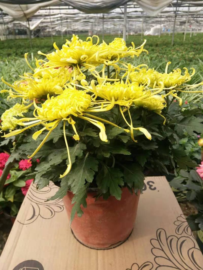 菊花盆栽带花苞四季开花荷兰菊秋菊九月菊乒乓球菊室内花卉
