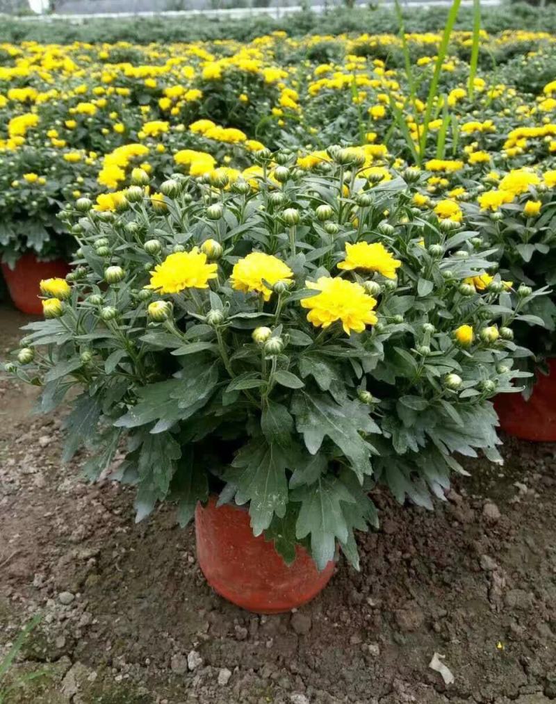菊花盆栽带花苞四季开花荷兰菊秋菊九月菊乒乓球菊室内花卉
