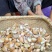 精品大蒜种子紫皮大蒜种抗病抗旱高产欢迎致电