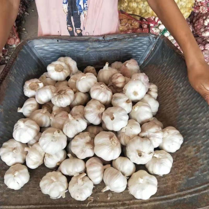 精品大蒜种子紫皮大蒜种抗病抗旱高产欢迎致电
