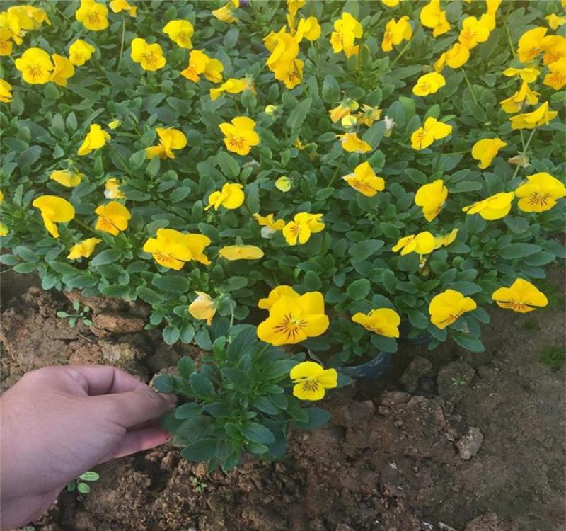 三色堇盆栽苗角堇耐寒冷猫儿脸阳台盆栽花卉植物蝴蝶花卉花苗