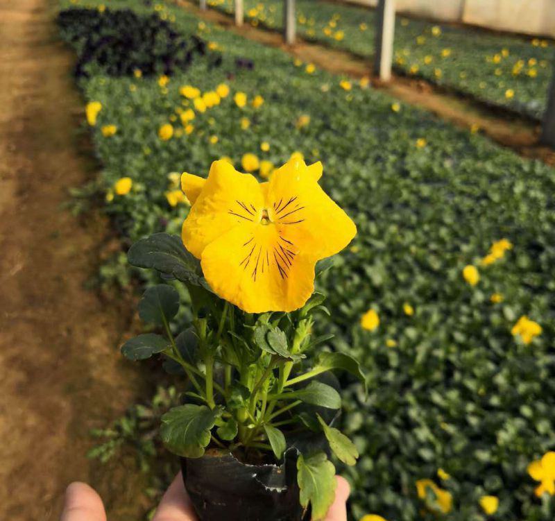 三色堇盆栽苗角堇耐寒冷猫儿脸阳台盆栽花卉植物蝴蝶花卉花苗