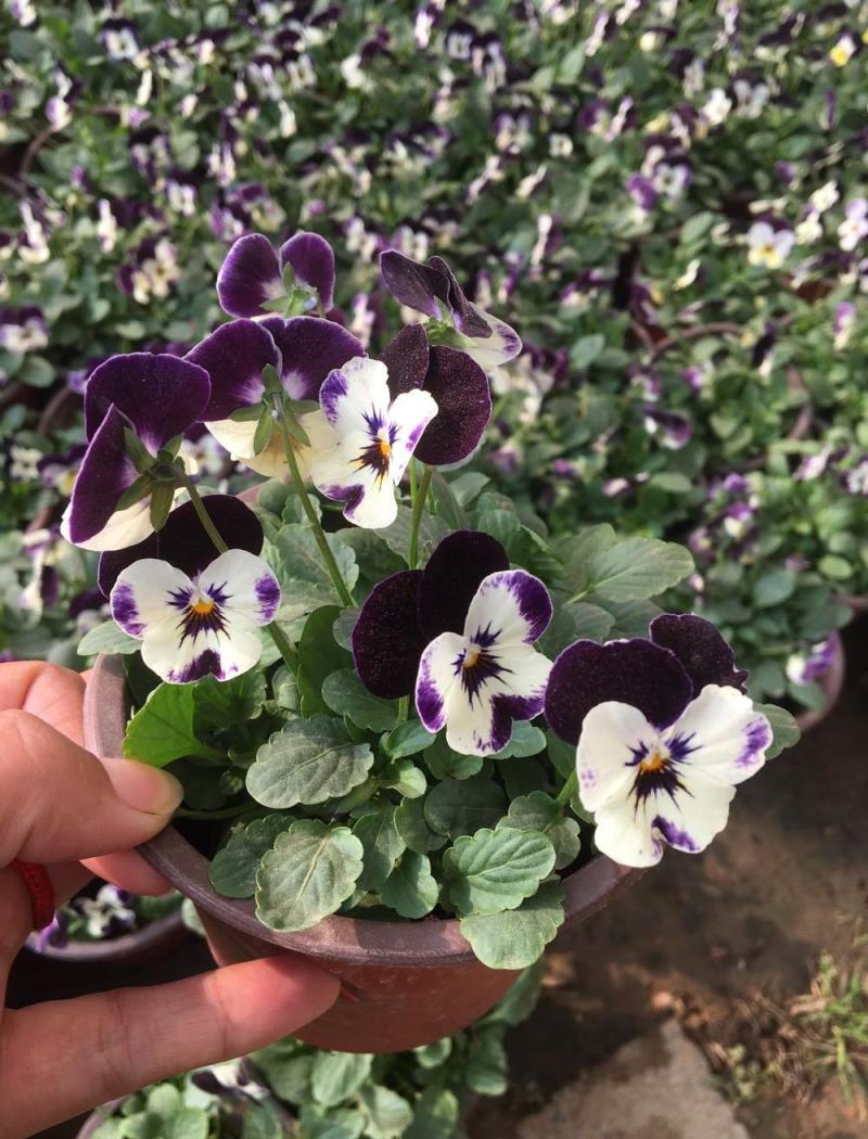 三色堇盆栽苗角堇耐寒冷猫儿脸阳台盆栽花卉植物蝴蝶花卉花苗