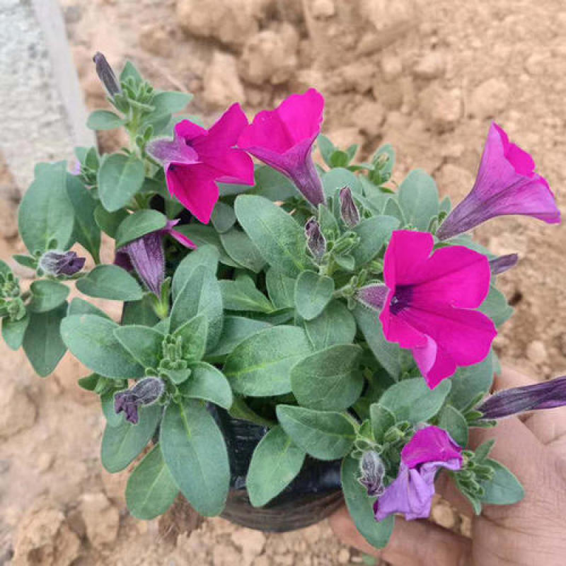 矮牵牛花苗盆栽牵牛喇叭花植物花卉带花苞四季阳台鲜花花卉