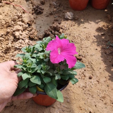 矮牵牛花苗盆栽牵牛喇叭花植物花卉带花苞四季阳台鲜花花卉
