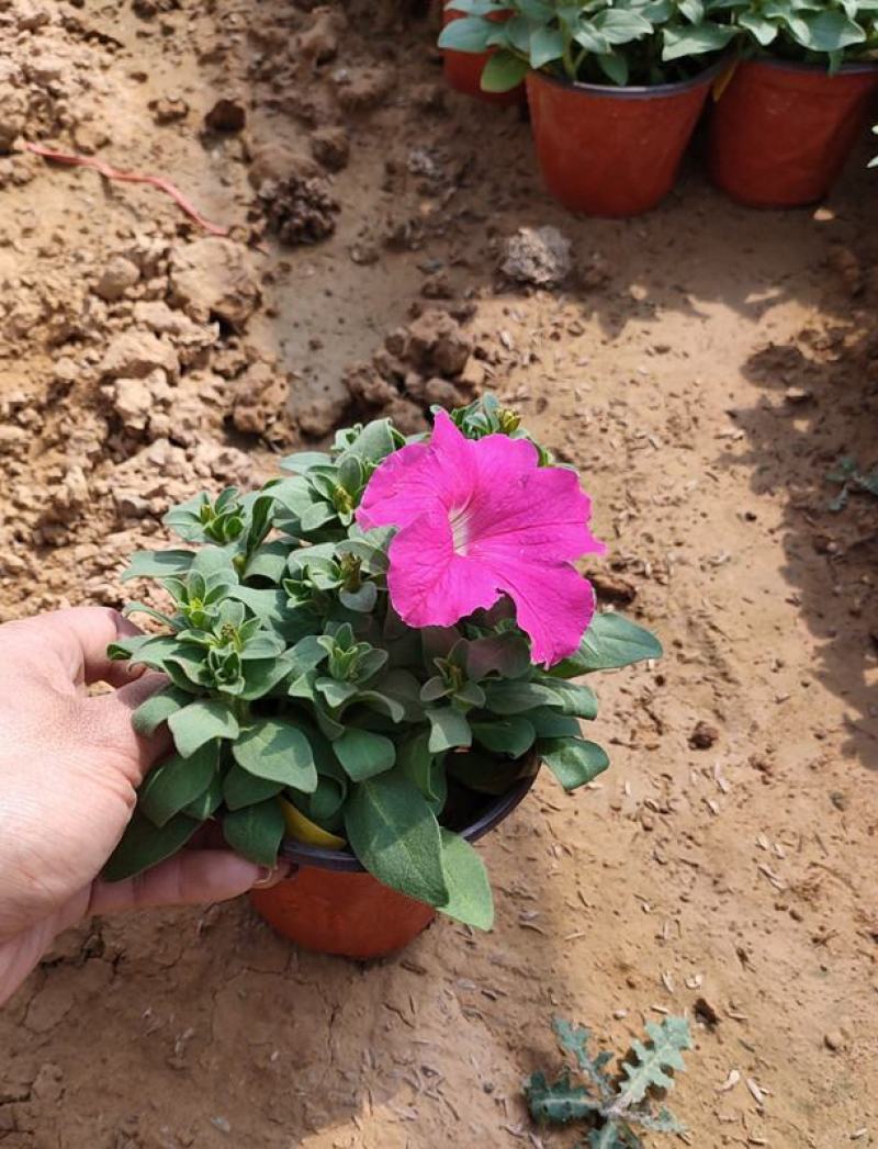 矮牵牛花苗盆栽牵牛喇叭花植物花卉带花苞四季阳台鲜花花卉