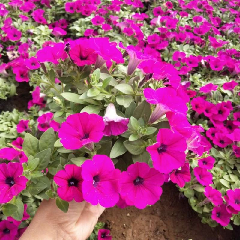 矮牵牛花苗盆栽牵牛喇叭花植物花卉带花苞四季阳台鲜花花卉