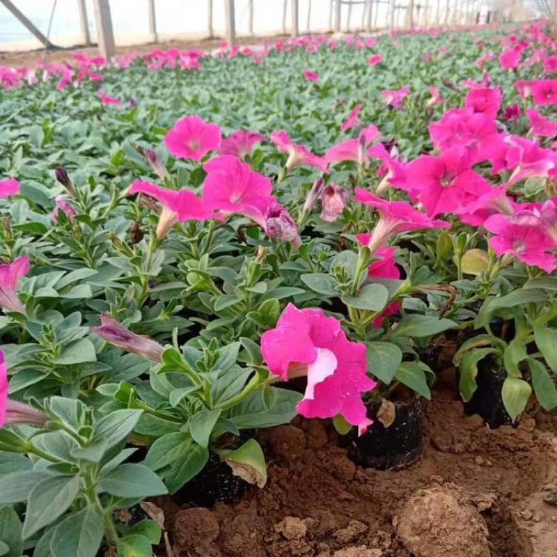 矮牵牛花苗盆栽牵牛喇叭花植物花卉带花苞四季阳台鲜花花卉