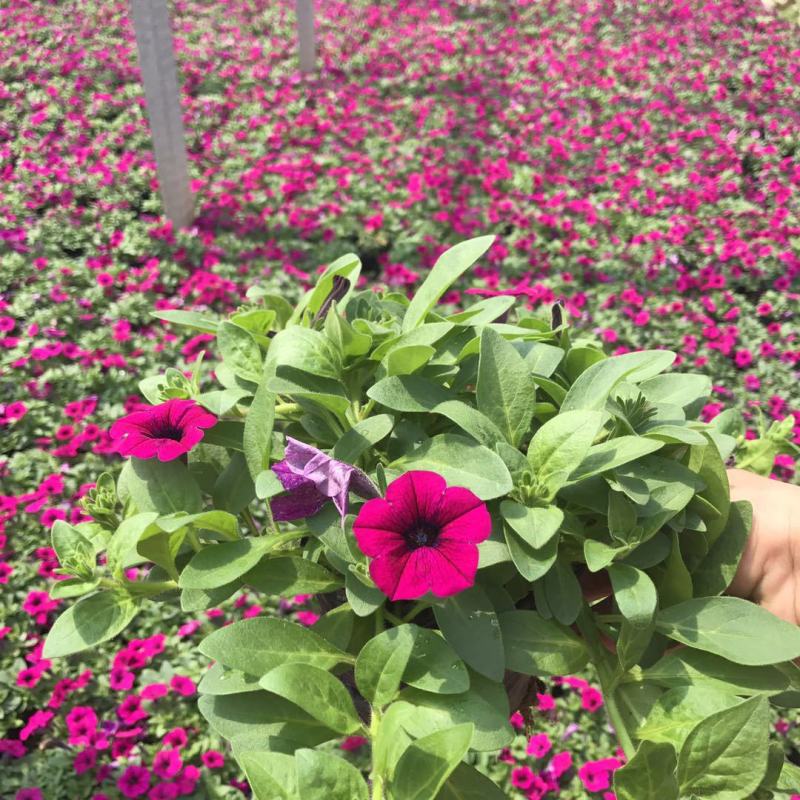 矮牵牛花苗盆栽牵牛喇叭花植物花卉带花苞四季阳台鲜花花卉