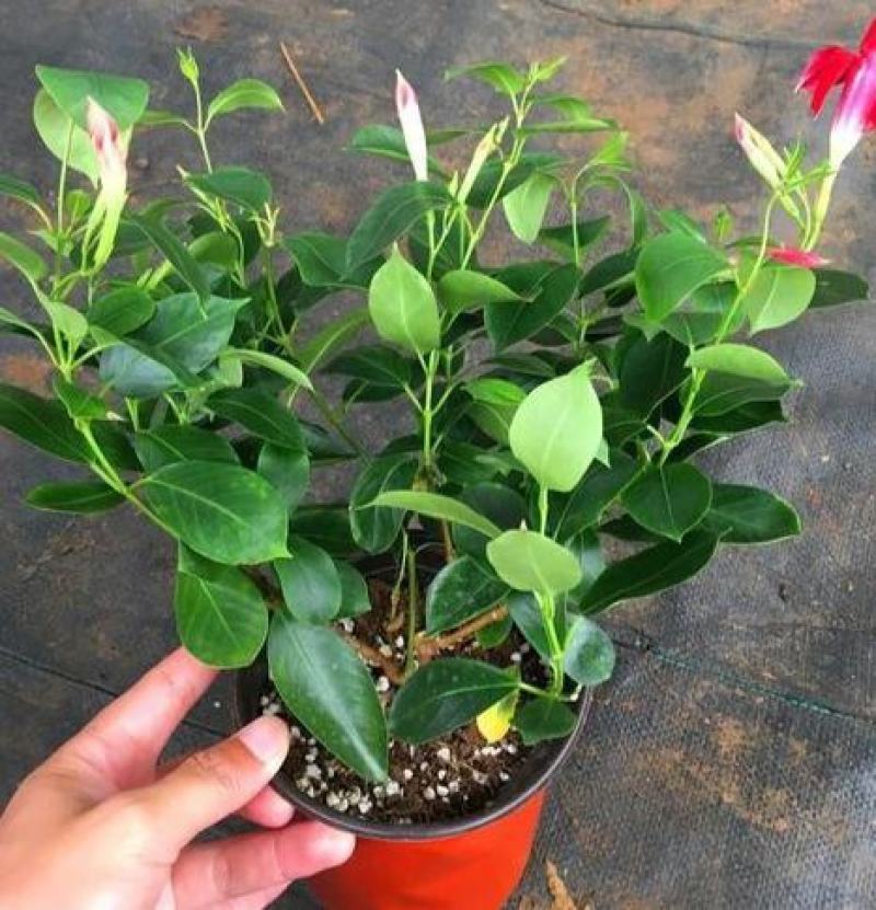 飘香藤花带花苞四季常青庭院爬藤植物花卉阳台飘香藤盆栽
