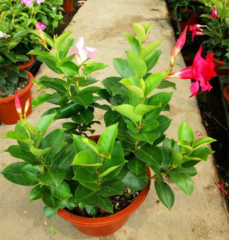 飘香藤花带花苞四季常青庭院爬藤植物花卉阳台飘香藤盆栽