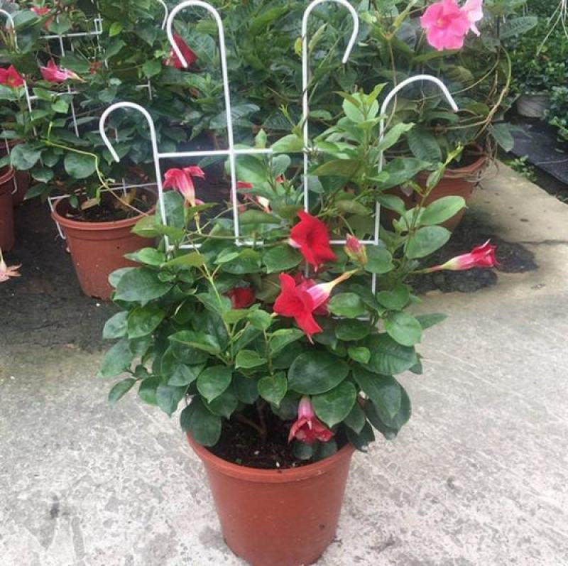 飘香藤花带花苞四季常青庭院爬藤植物花卉阳台飘香藤盆栽