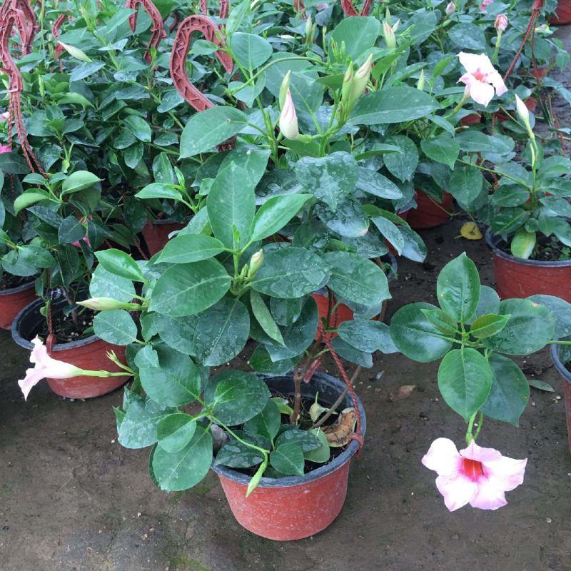 飘香藤花带花苞四季常青庭院爬藤植物花卉阳台飘香藤盆栽