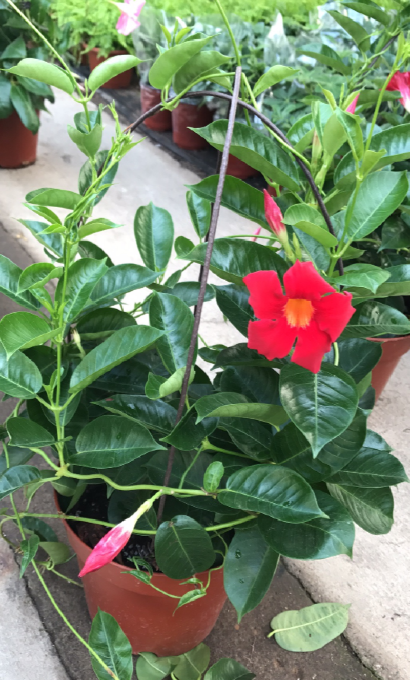 飘香藤花带花苞四季常青庭院爬藤植物花卉阳台飘香藤盆栽