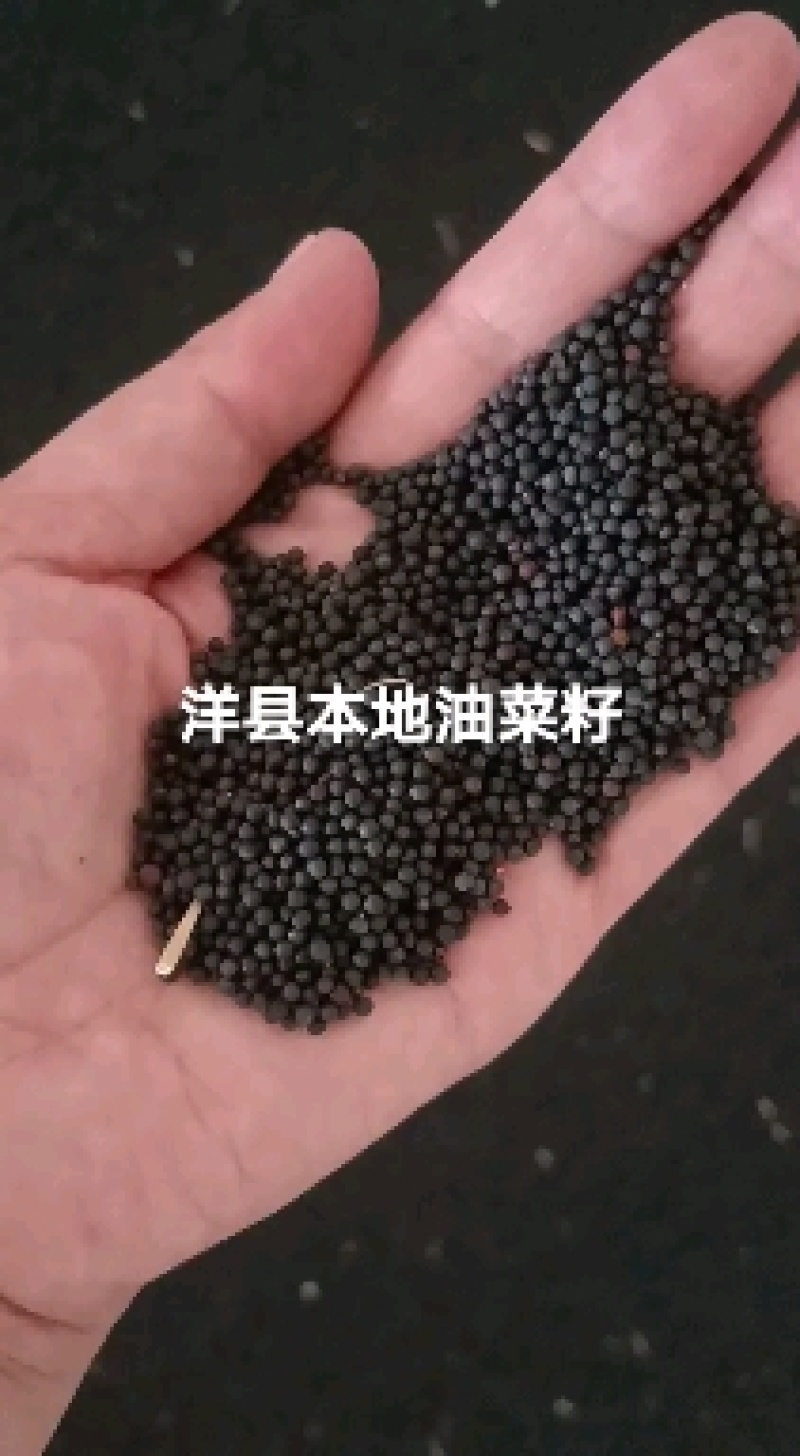 油菜籽陕西汉中洋县本地油菜籽榨油颜色黄靓口味香浓