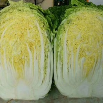 黑山冷棚白菜产地专业代办