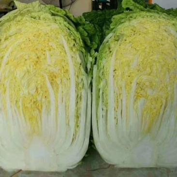 黑山冷棚白菜产地专业代办