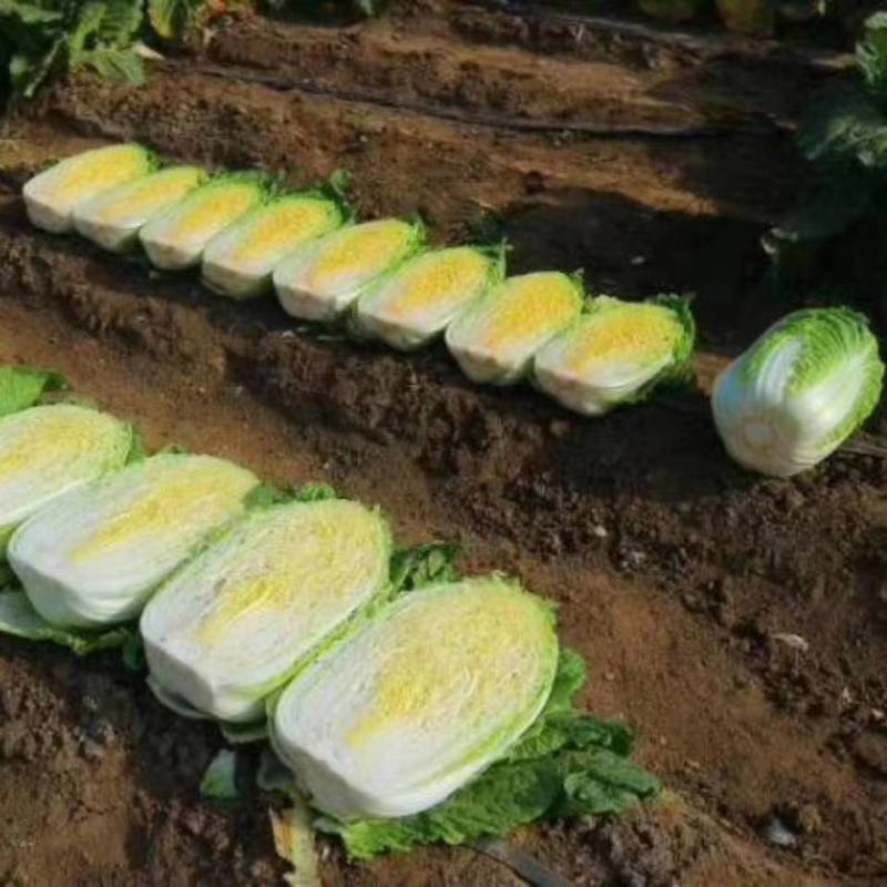 黄芯白菜-辽宁产区-大量供货-专业代办代发团队