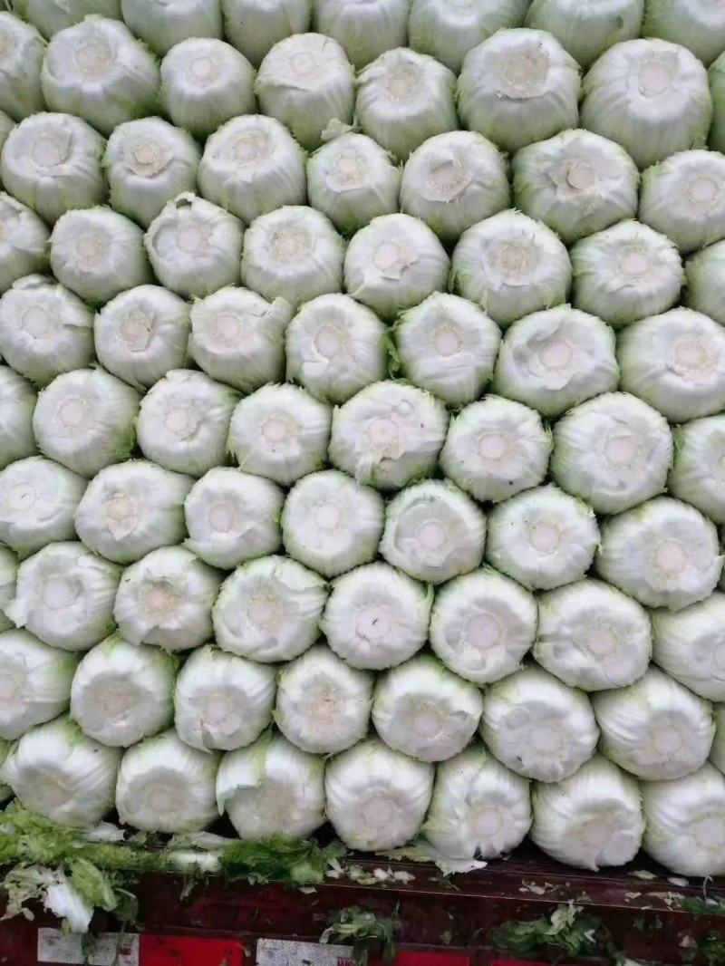 黄芯白菜-辽宁产区-大量供货-专业代办代发团队
