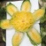 黄芯白菜-辽宁产区-大量供货-专业代办代发团队