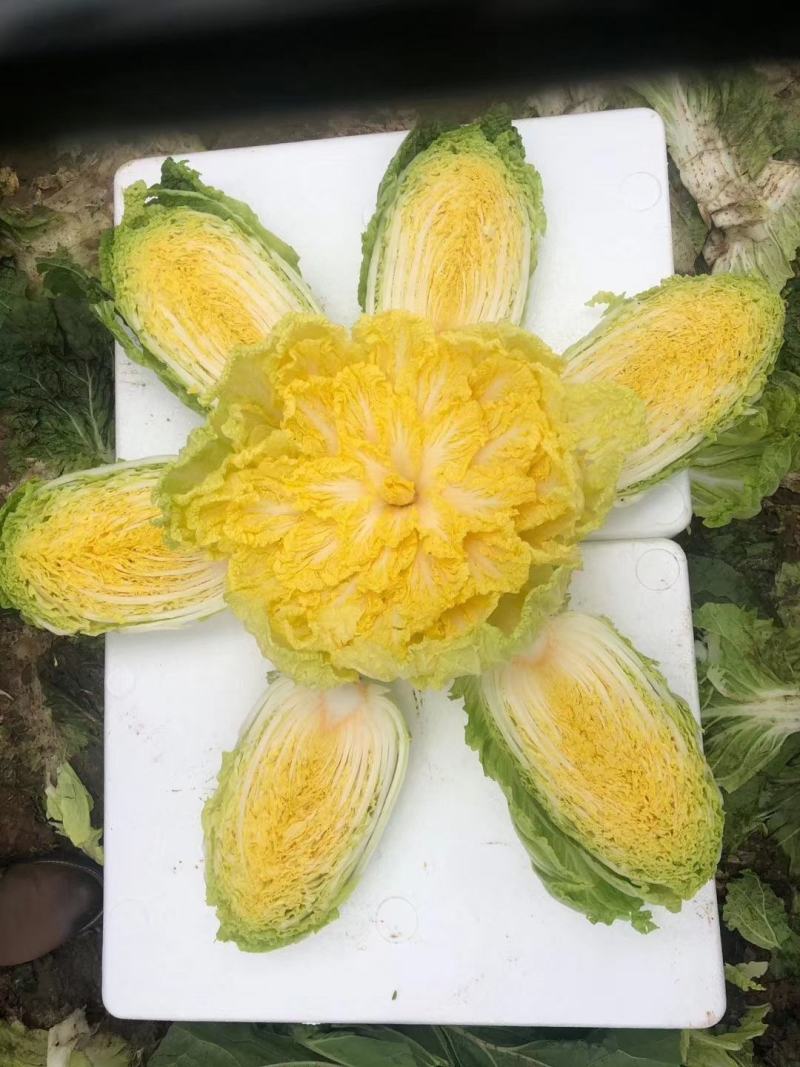 黄芯白菜-辽宁产区-大量供货-专业代办代发团队