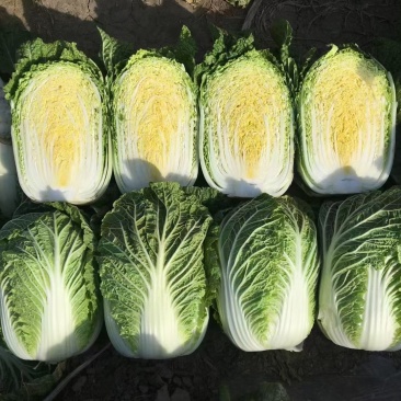 黄芯白菜-辽宁产区-大量供货-专业代办代发团队